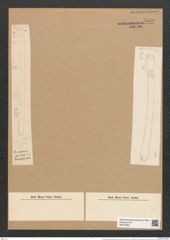 Desmogonium rabenhorstianum Grun. (de-Toni-Nr.: Genus 71, Species 2701) Zeichnungen Sammlung Grunow Nr. 5535 (NHMW-BOT-W0373987)